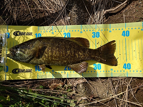 スモールマウスバスの釣果