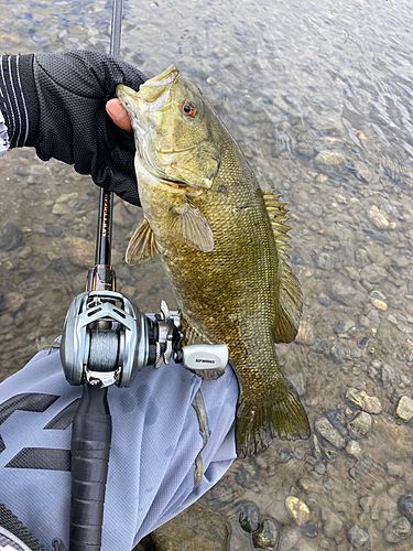 スモールマウスバスの釣果
