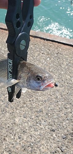 イシモチの釣果