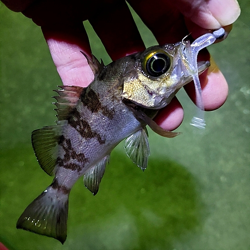 メバルの釣果