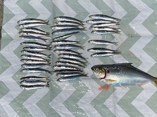 カタクチイワシの釣果