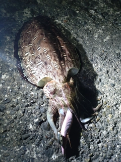 モンゴウイカの釣果