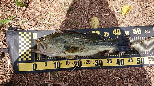 ブラックバスの釣果