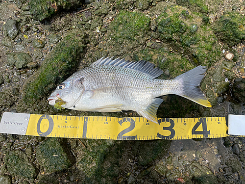 キビレの釣果