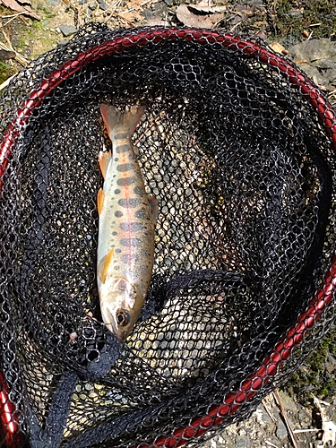 ヤマメの釣果