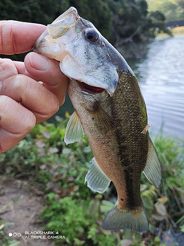 ブラックバスの釣果