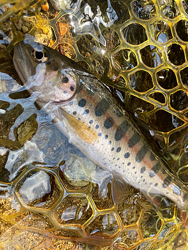 ヤマメの釣果