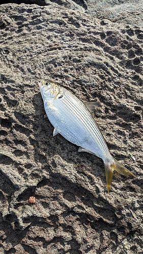 コノシロの釣果