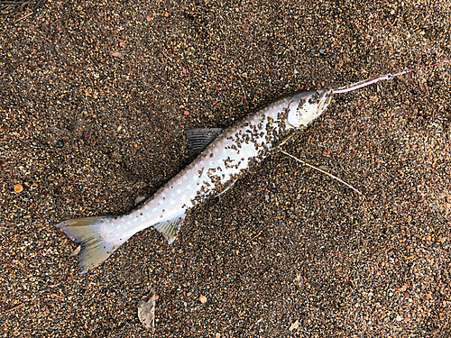 アメマスの釣果