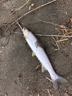 アメマスの釣果