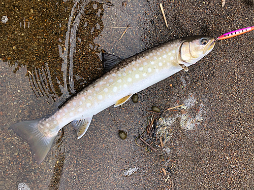 アメマスの釣果