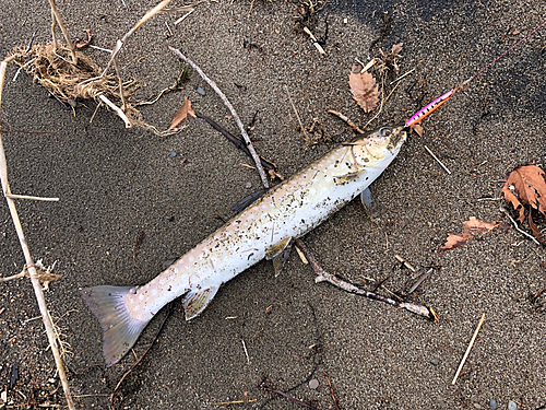 アメマスの釣果