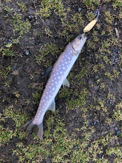 アメマスの釣果