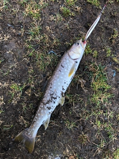 アメマスの釣果