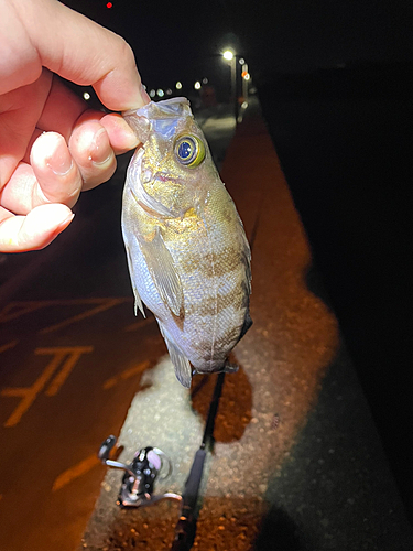 シロメバルの釣果