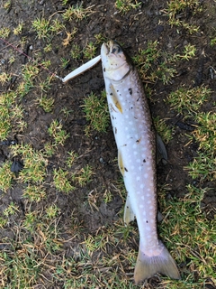 アメマスの釣果