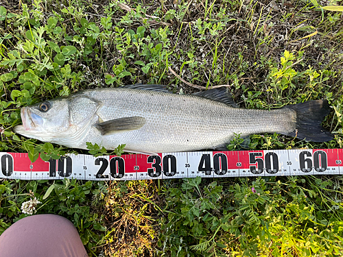 スズキの釣果