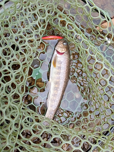 イワナの釣果