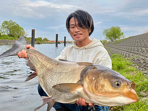 ハクレンの釣果