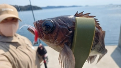 シロメバルの釣果