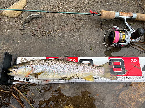 ブラウントラウトの釣果