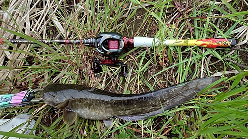 ナマズの釣果