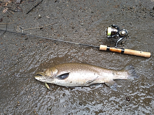 イワナの釣果