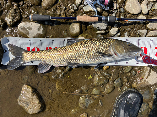 ニゴイの釣果