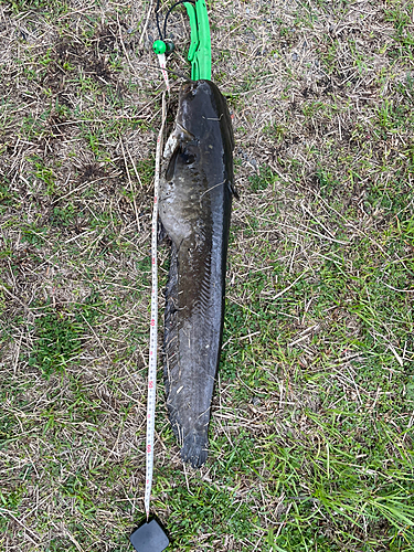 ナマズの釣果