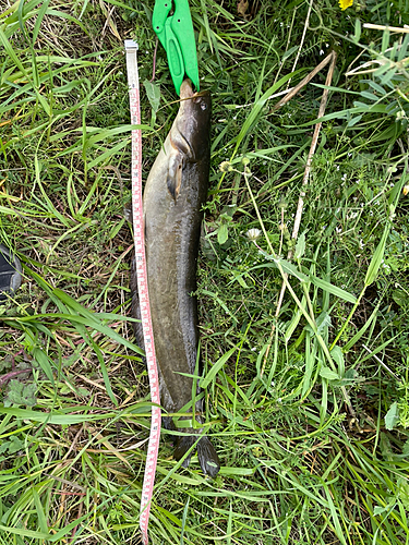 ナマズの釣果