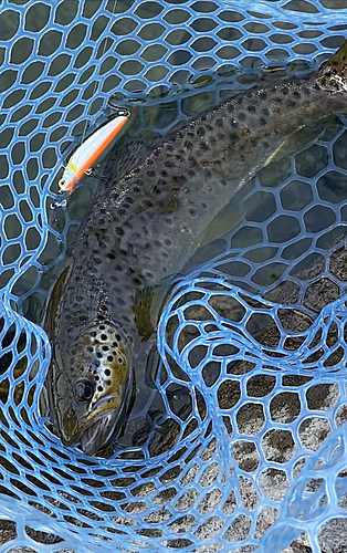 ブラウントラウトの釣果