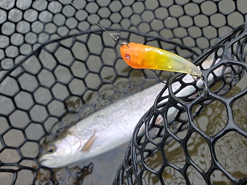 ニジマスの釣果