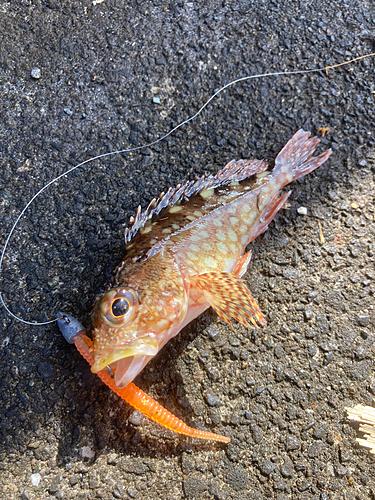 カサゴの釣果