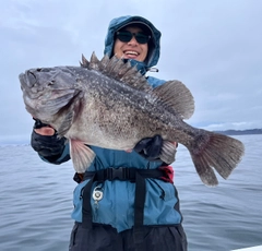 クロソイの釣果