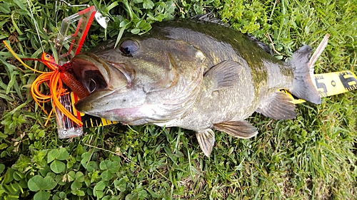 スモールマウスバスの釣果