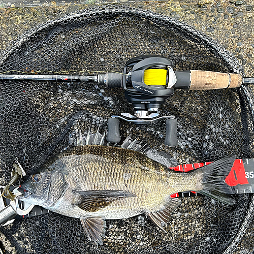 クロダイの釣果