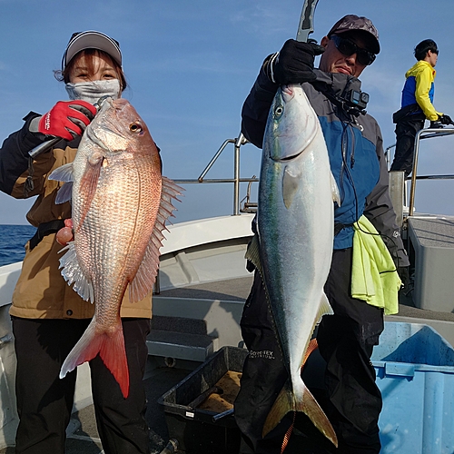 ブリの釣果