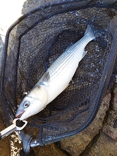 グレの釣果