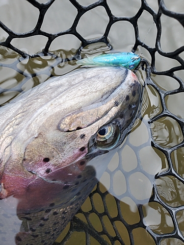 ニジマスの釣果