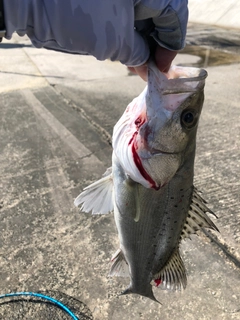 セイゴ（タイリクスズキ）の釣果