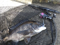 クロダイの釣果