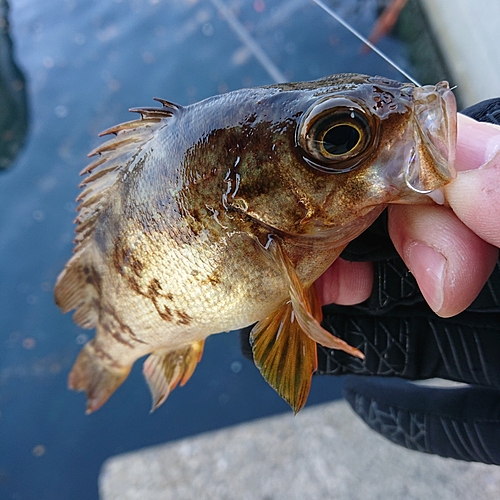 メバルの釣果