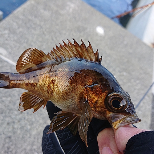 メバルの釣果