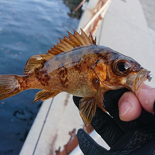 メバルの釣果