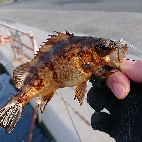 メバルの釣果