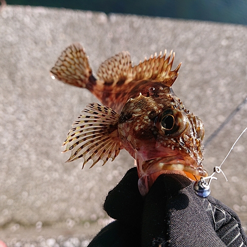 アラカブの釣果