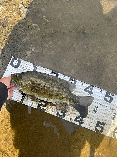 スモールマウスバスの釣果