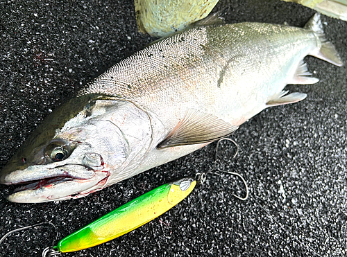 サクラマスの釣果