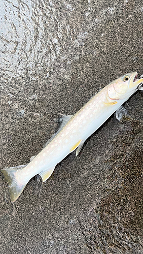 アメマスの釣果