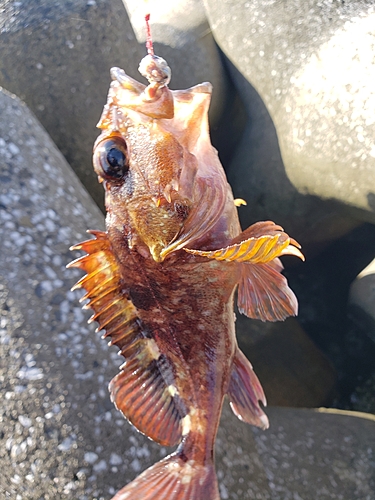 アラカブの釣果